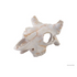 Exo Terra Buffalo Skull - Small