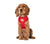 BOBBY Lovely Harness T-Shirt - Red / Large - ThePetsClub