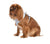 BOBBY Spring T-Shirt Harness / Small - ThePetsClub