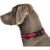 COA HC034 HALTI Collar - ThePetsClub