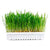 Duvo+ Rabbit & Small Animal Grass Kit 70g - 17.5x13x3cm - ThePetsClub