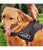 Golden Panda K8 Harness, Black - The Pets Club