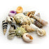 Hobby Sea Shells Large in Deco Glass Jar 1 L