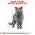 ROYAL CANIN FELINE BREED NUTRITION BRITISH SHORTHAIR ADULT DRY FOOD - ThePetsClub