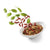 Schesir Salad Cat Wet Food Chicken With Gojiberries and Spinach -3x85g - ThePetsClub